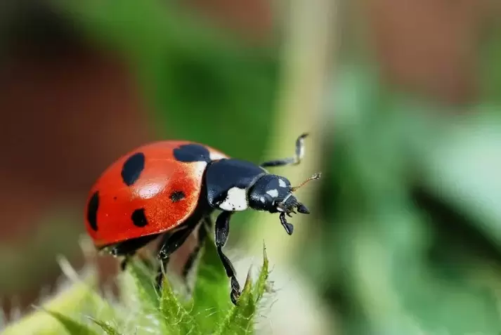 lucky charm-ladybug