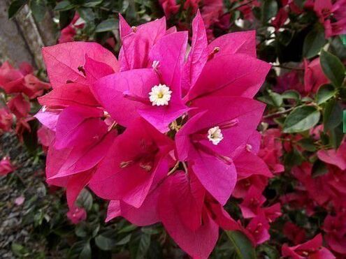 bougainvillea to attract good luck